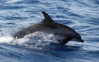 SpottedDolphin-WWA-20250726-atlantischer Fleckendelphin &ndash; &copy; Ria Heilmann (Eberhardt TRAVEL)