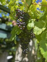 Weinrebe &ndash; &copy; Martin Gruhle (Eberhardt TRAVEL)