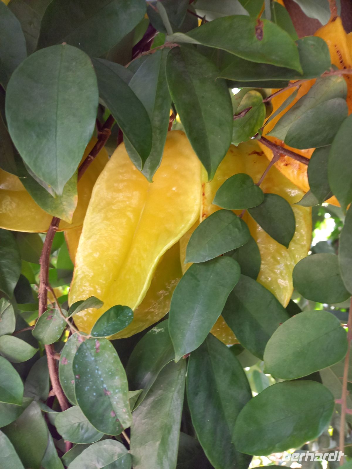 Sternfrucht.jpg &ndash; &copy; Franciska Bauer (Eberhardt TRAVEL)
