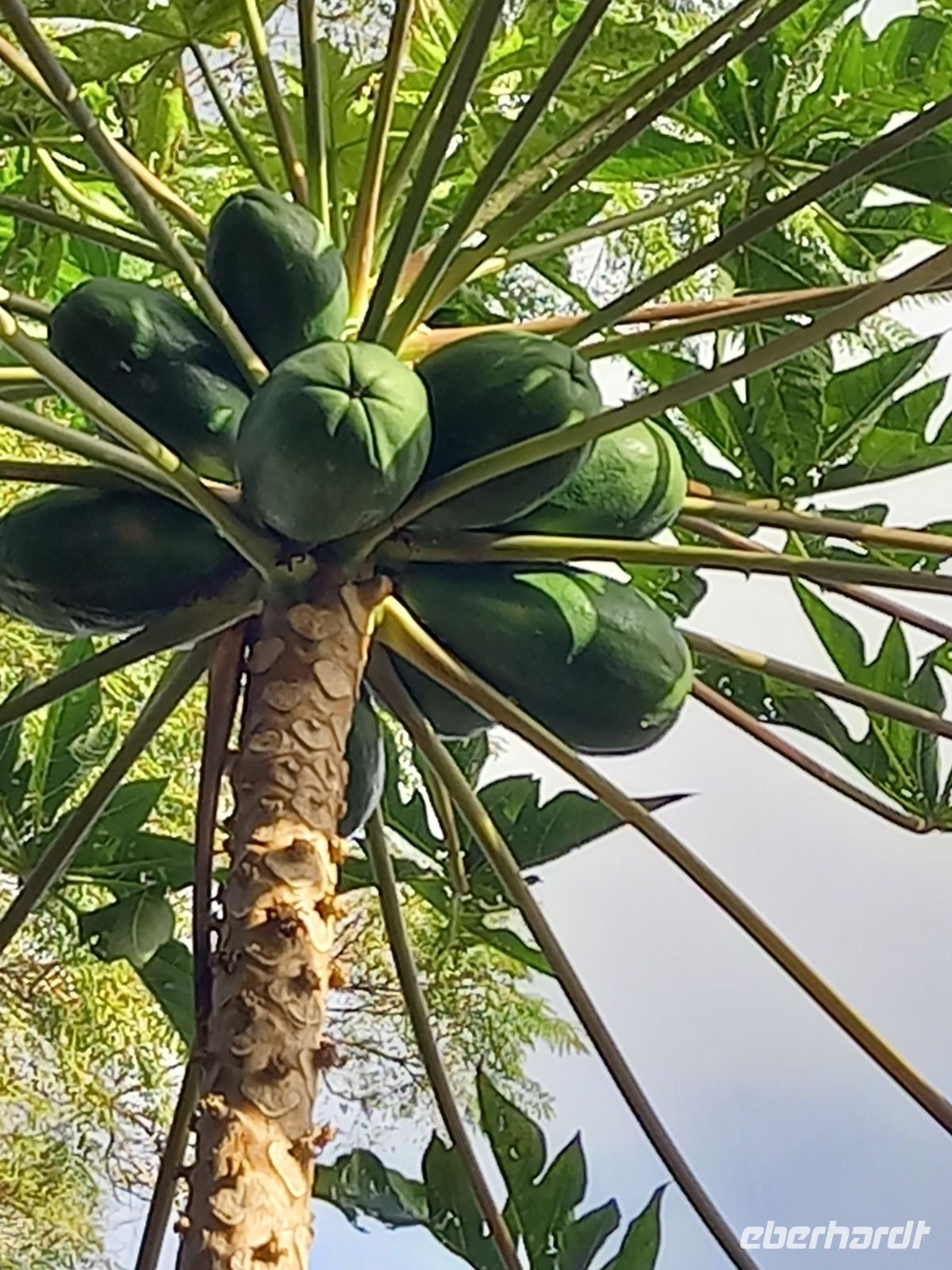Papaja.jpg &ndash; &copy; Franciska Bauer (Eberhardt TRAVEL)