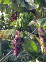 Bananenbaum mit Blüte.jpg &ndash; &copy; Franciska Bauer (Eberhardt TRAVEL)