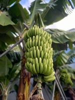 Bananenstaude.jpg &ndash; &copy; Franciska Bauer (Eberhardt TRAVEL)
