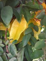 Sternfrucht.jpg &ndash; &copy; Franciska Bauer (Eberhardt TRAVEL)