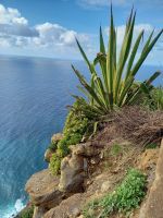 Steilküste Ponta do Pargo .jpg &ndash; &copy; Franciska Bauer (Eberhardt TRAVEL)