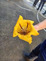 Blüte der Goldkelch-Liane .jpg &ndash; &copy; Franciska Bauer (Eberhardt TRAVEL)