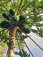 Papaja.jpg &ndash; &copy; Franciska Bauer (Eberhardt TRAVEL)
