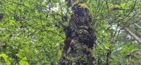 09 echter Lorbeerbaum &ndash; &copy; Susanne Schirmann (Eberhardt TRAVEL)