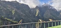 16 Madeira Buchfinken &ndash; &copy; Susanne Schirmann (Eberhardt TRAVEL)