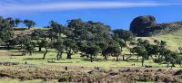 36 Lorbeerbäume auf der Hochebene &ndash; &copy; Susanne Schirmann (Eberhardt TRAVEL)