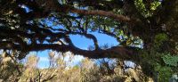 39 Lorbeerbaum &ndash; &copy; Susanne Schirmann (Eberhardt TRAVEL)