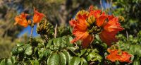 90 Afrikanischer Tulpenbaum &ndash; &copy; Susanne Schirmann (Eberhardt TRAVEL)
