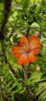 115 Hibiskusblüten &ndash; &copy; Susanne Schirmann (Eberhardt TRAVEL)