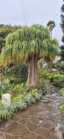 117 Elefantenfußbaum &ndash; &copy; Susanne Schirmann (Eberhardt TRAVEL)