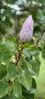 145 Protea &ndash; &copy; Susanne Schirmann (Eberhardt TRAVEL)