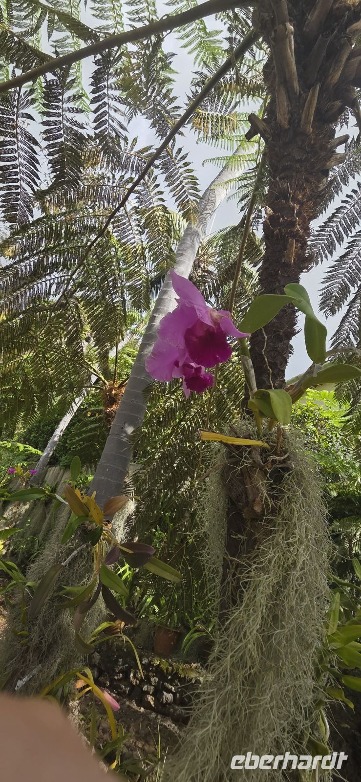 Madeira - Botanischer Garten Funchal  &ndash; &copy; Ronja Wagner (Eberhardt TRAVEL)