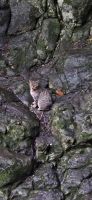 Madeira - Katze an den 25 Quellen  &ndash; &copy; Ronja Wagner (Eberhardt TRAVEL)