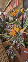 Madeira - Markthalle in Funchal Paradiesvogelblume &ndash; &copy; Ronja Wagner (Eberhardt TRAVEL)