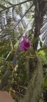 Madeira - Botanischer Garten Funchal 