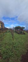 Madeira - Hotel & Weinplantage Quinta do Furão &ndash; &copy; Ronja Wagner (Eberhardt TRAVEL)