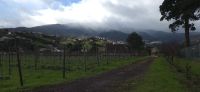 Madeira - Hotel & Weinplantage Quinta do Furão &ndash; &copy; Ronja Wagner (Eberhardt TRAVEL)