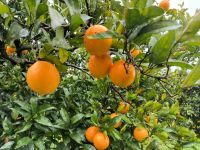 Orangen &ndash; &copy; Heike Jack (Eberhardt TRAVEL)