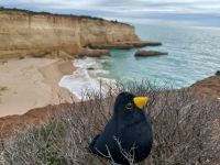 Nossa Senhora da Rocha mit Amsel &ndash; &copy; Heike Jack (Eberhardt TRAVEL)