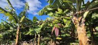 79 Bananenplantagen &ndash; &copy; Susanne Schirmann (Eberhardt TRAVEL)