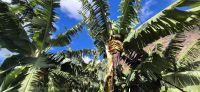 90 durch die Bananenplantage &ndash; &copy; Susanne Schirmann (Eberhardt TRAVEL)