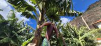 91  durch die Bananenplantage &ndash; &copy; Susanne Schirmann (Eberhardt TRAVEL)