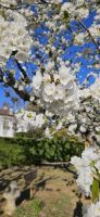 Mateus Palast, Kirschhblüte &ndash; &copy; Ria Heilmann (Eberhardt TRAVEL)