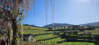 Weinberge der Quinta da Roeda
