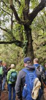 Wandergruppe an einem Stinklorbeerbaum &ndash; &copy; Ria Heilmann (Eberhardt TRAVEL)