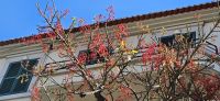 Funchal ,  Korallenbaum &ndash; &copy; Ria Heilmann (Eberhardt TRAVEL)