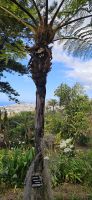 Funchal,  Botanischer Garten  &ndash; &copy; Ria Heilmann (Eberhardt TRAVEL)