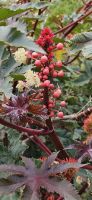 Rhizinus Pflanze &ndash; &copy; Ria Heilmann (Eberhardt TRAVEL)