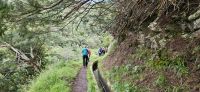 Levada do Canical  &ndash; &copy; Ria Heilmann (Eberhardt TRAVEL)