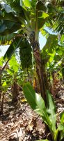 Bananenplantage &ndash; &copy; Ria Heilmann (Eberhardt TRAVEL)
