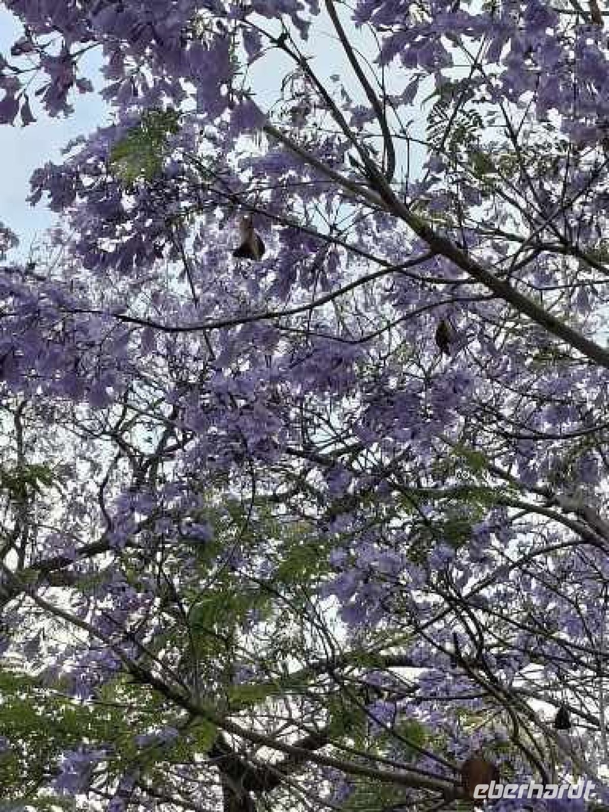 Jacarandabäume Blütezeit Mai bis Ende Juni &ndash; &copy; Ute Solf (Eberhardt TRAVEL)