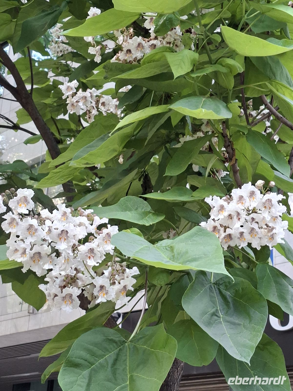 Baumblüte in Lissabon &ndash; &copy; Ute Solf (Eberhardt TRAVEL)