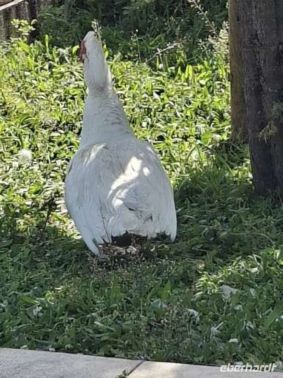 Schatten suchen Mensch u. Tier im Park &ndash; &copy; Ute Solf (Eberhardt TRAVEL)