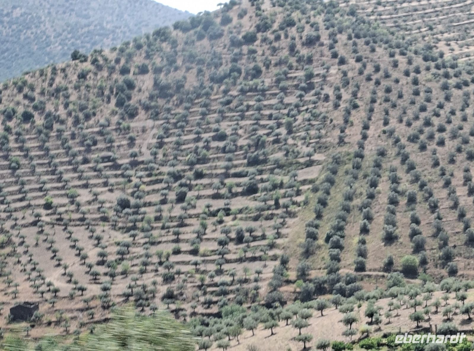 Pflanzungsstruktur eines Olivenbaumberges &ndash; &copy; Ute Solf (Eberhardt TRAVEL)