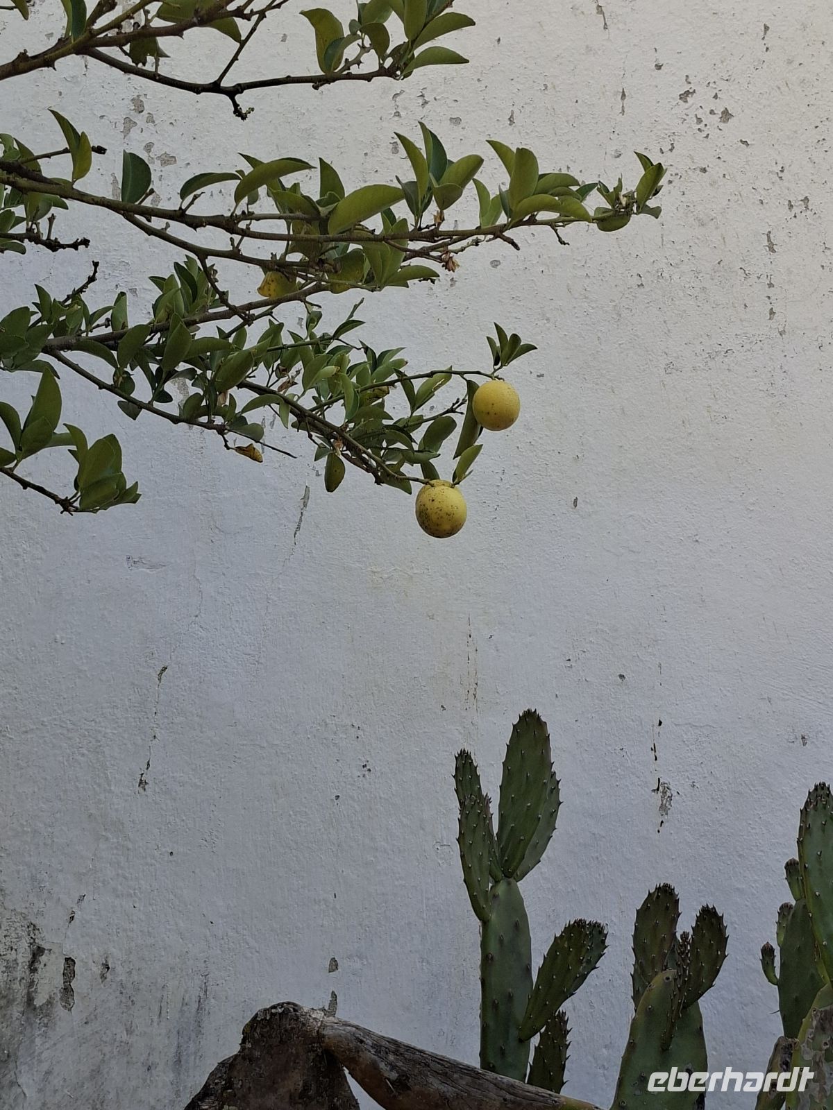 Zitrusfrüchte gehören in einen Barockgarten &ndash; &copy; Ute Solf (Eberhardt TRAVEL)