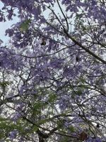 Jacarandabäume Blütezeit Mai bis Ende Juni &ndash; &copy; Ute Solf (Eberhardt TRAVEL)