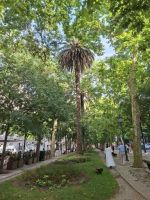 Schattige Platanenalleen mit Palmen u. Frei fliegenden Papageien &ndash; &copy; Ute Solf (Eberhardt TRAVEL)