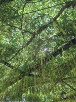 bohnenartige Früchte am Beschattungsgewächs auf der Quinta &ndash; &copy; Ute Solf (Eberhardt TRAVEL)