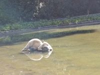Was liegt den dort im Teich? &ndash; &copy; Ute Solf (Eberhardt TRAVEL)