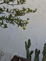 Zitrusfrüchte gehören in einen Barockgarten