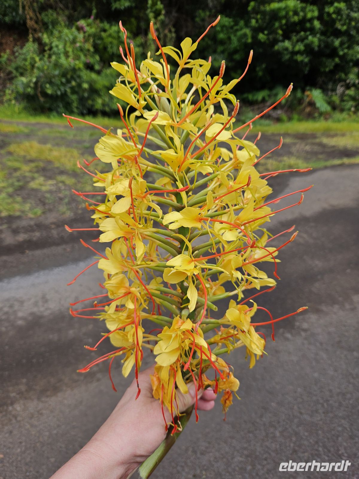 Kahili-Ingwer (invasive Ingwerpflanze) &ndash; &copy; Kathrin Becker (Eberhardt TRAVEL)