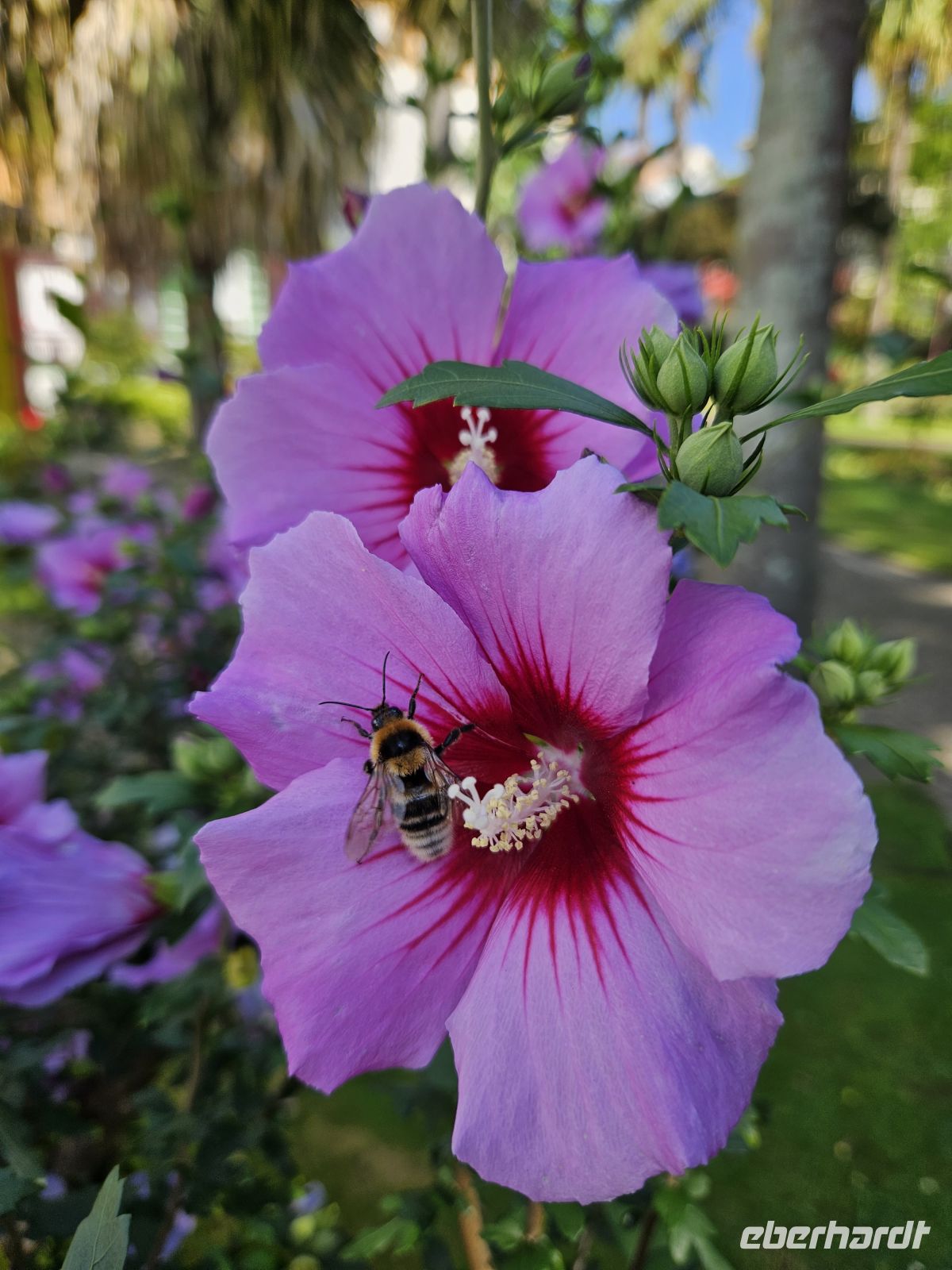 Botanischer Garten Angra do Heroismo &ndash; &copy; Kathrin Becker (Eberhardt TRAVEL)