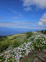 Hortensien soweit das Auge reicht &ndash; &copy; Kathrin Becker (Eberhardt TRAVEL)